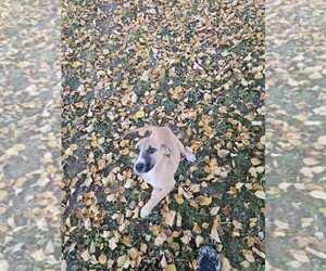 Mutt Puppy for sale in FLINT, MI, USA