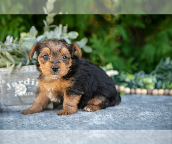 Medium Photo #5 Yorkshire Terrier Puppy For Sale in KIRKWOOD, PA, USA