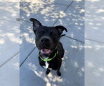 Small Photo #2 American Pit Bull Terrier-Unknown Mix Puppy For Sale in Elk Grove, CA, USA
