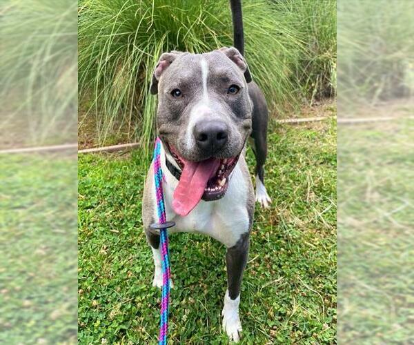 Medium Photo #3 American Pit Bull Terrier Puppy For Sale in Sacramento, CA, USA