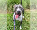 Small #2 American Pit Bull Terrier