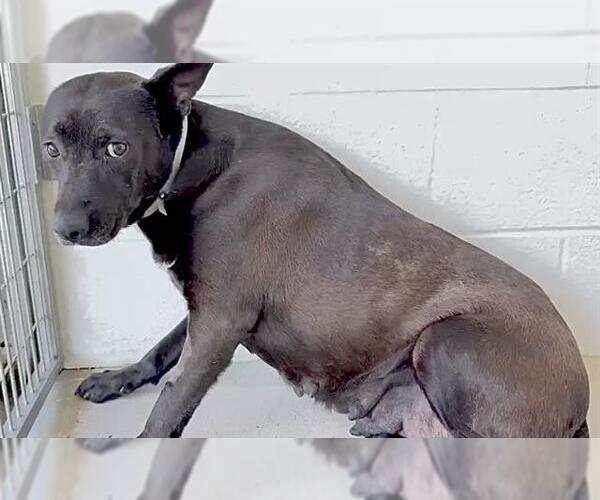 Medium Photo #2 Labrador Retriever-Unknown Mix Puppy For Sale in Houston, TX, USA