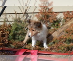 Small #2 Shetland Sheepdog