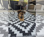 Small Dachshund Mix