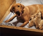 Small Photo #1 Labrador Retriever Puppy For Sale in MORRISON, CO, USA