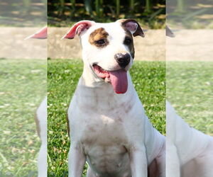 American Pit Bull Terrier-Unknown Mix Dogs for adoption in Evansville, IN, USA