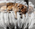 Small #2 Coonhound Mix