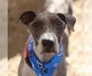 Mutt Dogs for adoption in San Antonio, TX, USA