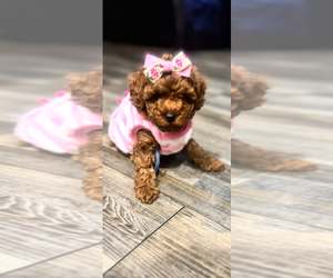 Poodle (Toy) Puppy for sale in MORENO VALLEY, CA, USA
