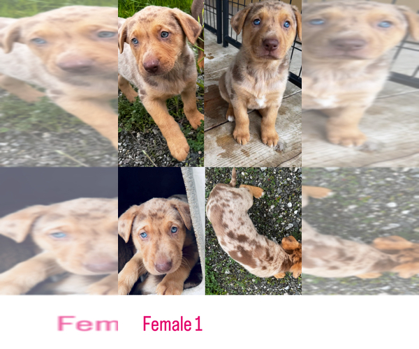 Medium Photo #1 Border Collie-Catahoula Leopard Dog Mix Puppy For Sale in AMERICAN CANYON, CA, USA