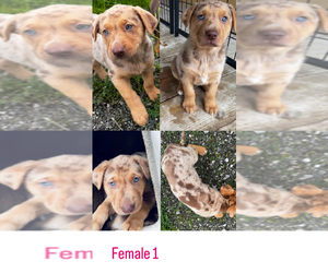 Border Collie-Catahoula Leopard Dog Mix Puppy for sale in AMERICAN CANYON, CA, USA