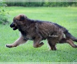 Small #2 German Shepherd Dog