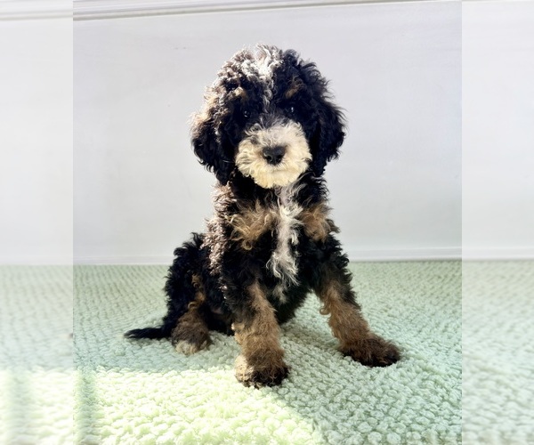 Medium Photo #5 Bernedoodle (Miniature) Puppy For Sale in GREENFIELD, IN, USA