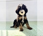 Small #4 Bernedoodle (Miniature)