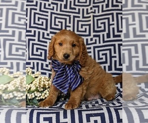 Goldendoodle (Miniature) Puppy for sale in AIRVILLE, PA, USA