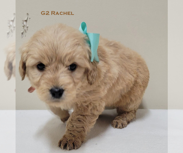 Medium Photo #7 Goldendoodle Puppy For Sale in MILFORD, MI, USA