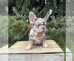 Small #3 French Bulldog
