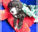 Small Photo #6 Sheepadoodle Puppy For Sale in GROVESPRING, MO, USA