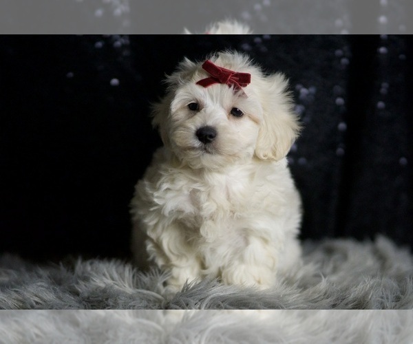 Medium Photo #119 Maltipoo Puppy For Sale in WARSAW, IN, USA