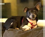 Small Photo #14 Chiweenie Puppy For Sale in Bellingham, WA, USA