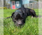 Small #30 American Pit Bull Terrier