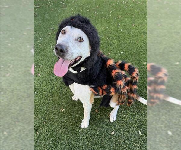 Medium Photo #1 Mutt Puppy For Sale in Santa Barbara, CA, USA