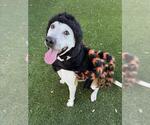 LIZZY - Female Mutt Dog for Adoption - Small photo