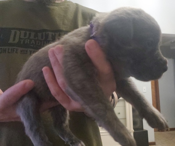 Medium Photo #1 Cane Corso Puppy For Sale in BELLEVILLE, MI, USA