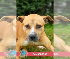 Staffordshire Bull Terrier-Unknown Mix Dogs for adoption in Mobile, AL, USA