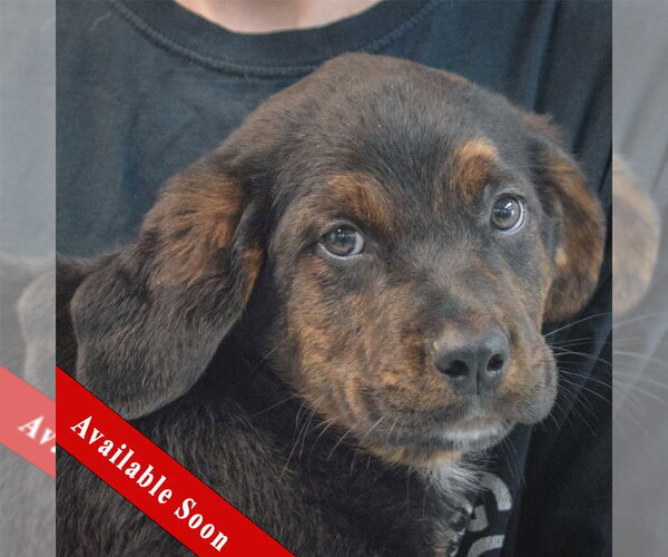 Medium Photo #1 Rottweiler-Unknown Mix Puppy For Sale in Huntley, IL, USA