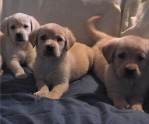 Labrador Retriever Puppy for sale in CALIENTE, CA, USA