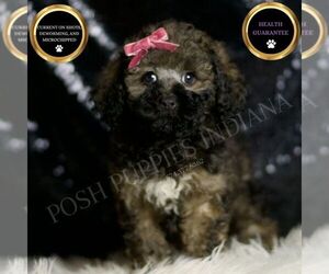 Poodle (Miniature) Puppy for Sale in WARSAW, Indiana USA