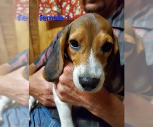 Beagle Puppy for Sale in LINCOLN, Texas USA