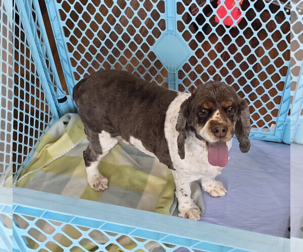 Medium Photo #2 Cocker Spaniel Puppy For Sale in Seaford, DE, USA