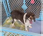 Small #1 Cocker Spaniel