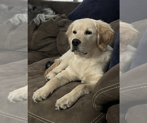 Golden Retriever Puppy for sale in ELKHART, IN, USA