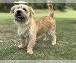 Small #1 Mutt