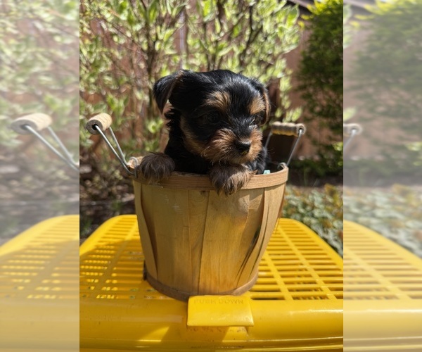 Medium Photo #1 Yorkshire Terrier Puppy For Sale in TACOMA, WA, USA