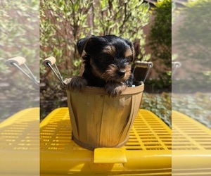 Yorkshire Terrier Puppy for sale in TACOMA, WA, USA