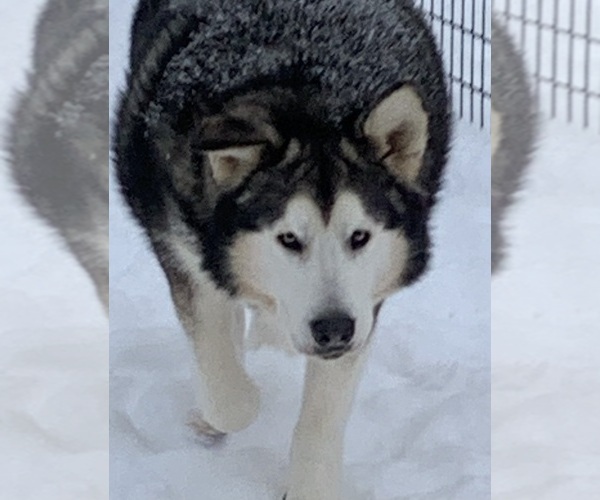 Medium Photo #1 Alaskan Malamute Puppy For Sale in DIXON, MO, USA