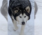 Image preview for Ad Listing. Nickname: Wolverine