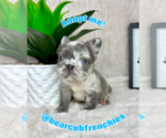 Small #4 French Bulldog
