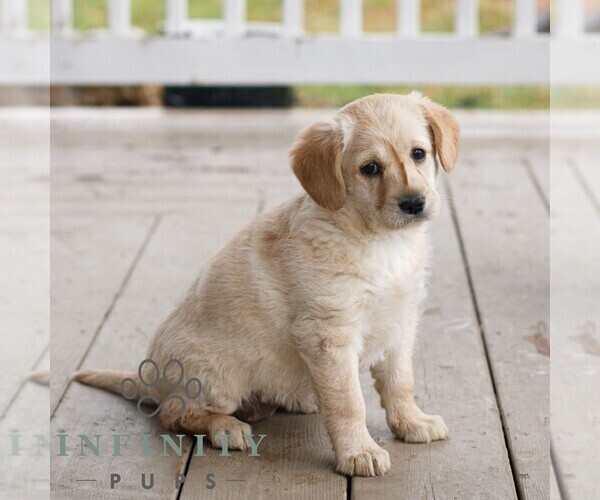 Medium Photo #3 Miniature Labradoodle Puppy For Sale in NARVON, PA, USA