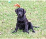 Small #6 Labrador Retriever