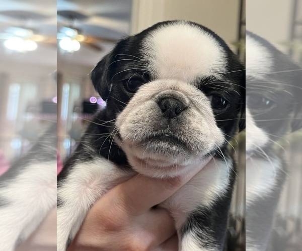 Medium Photo #5 Pug Puppy For Sale in SPRING CITY, PA, USA