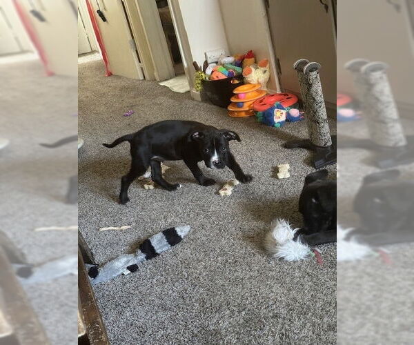 Medium Photo #3 Bullboxer Pit Puppy For Sale in Evansville, IN, USA