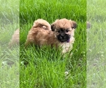 Puppy Scooter Zuchon