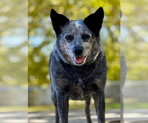 Bryce - Female Mutt Dog for Adoption - Photo #5