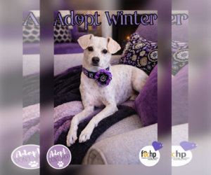 Italian Greyhound Dogs for adoption in Menifee, CA, USA