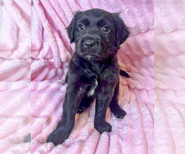 Medium Photo #2 Labrador Retriever-Unknown Mix Puppy For Sale in Corona, CA, USA